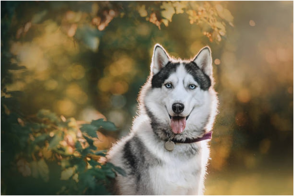 Siberian Huskies Petshop in india