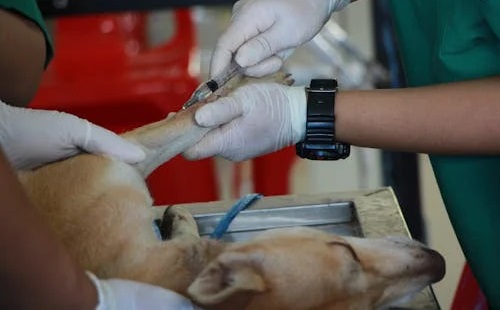 Dog vaccination in india