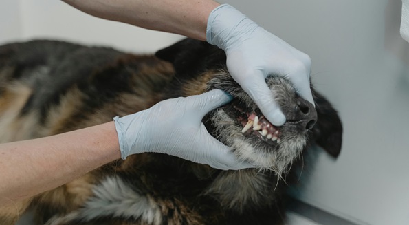 Dog Dental care in india