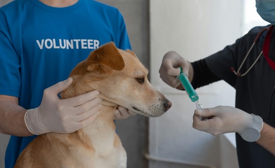 Dog Vet Checkup in india