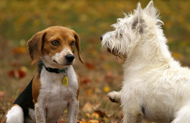 Introducing Your Puppy To Other Pets: A Step-by-step Guide