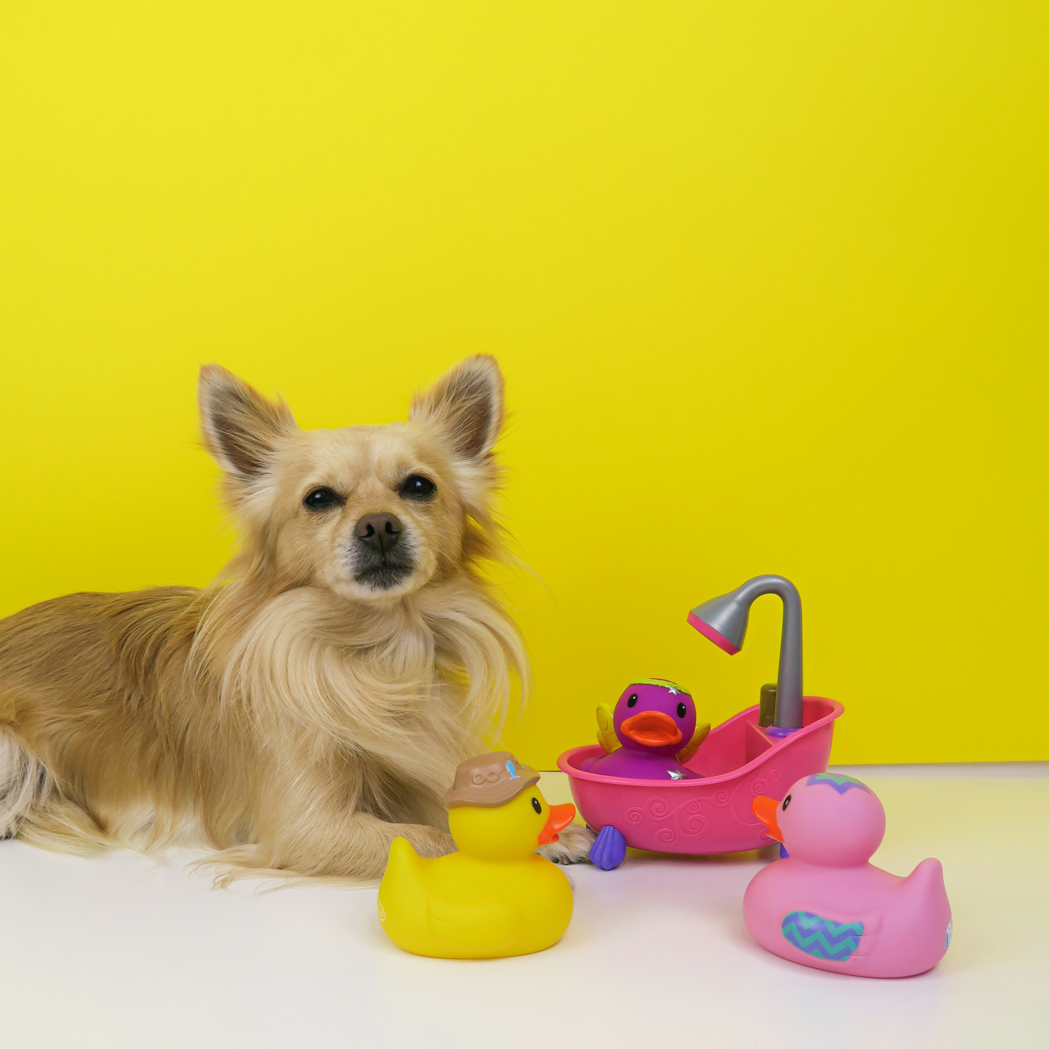 Sustainable & Eco-Friendly Dog Products in India