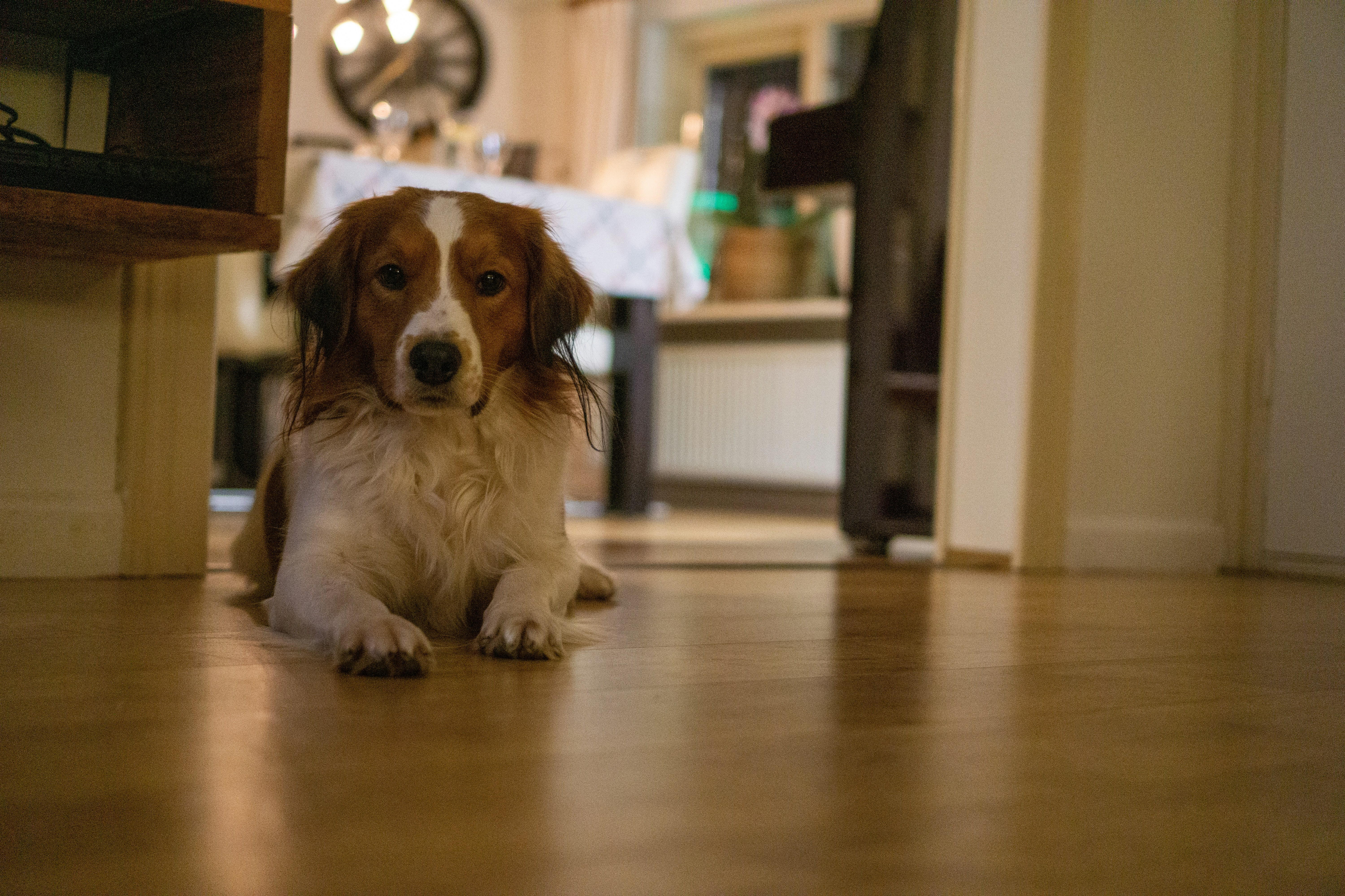 7 Common Puppy Training Mistakes to Avoid at Home