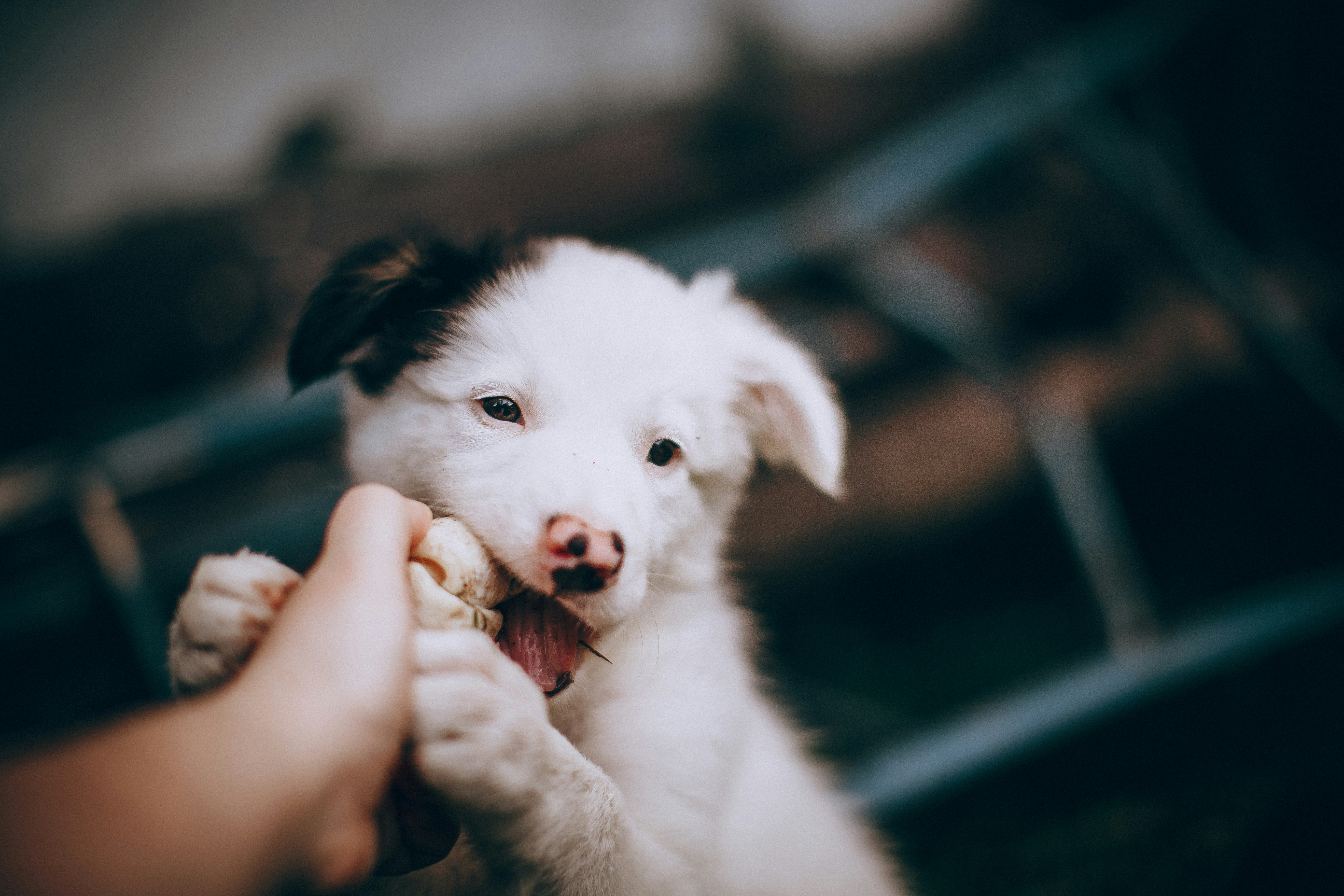 How to Stop Puppy Biting Naturally?