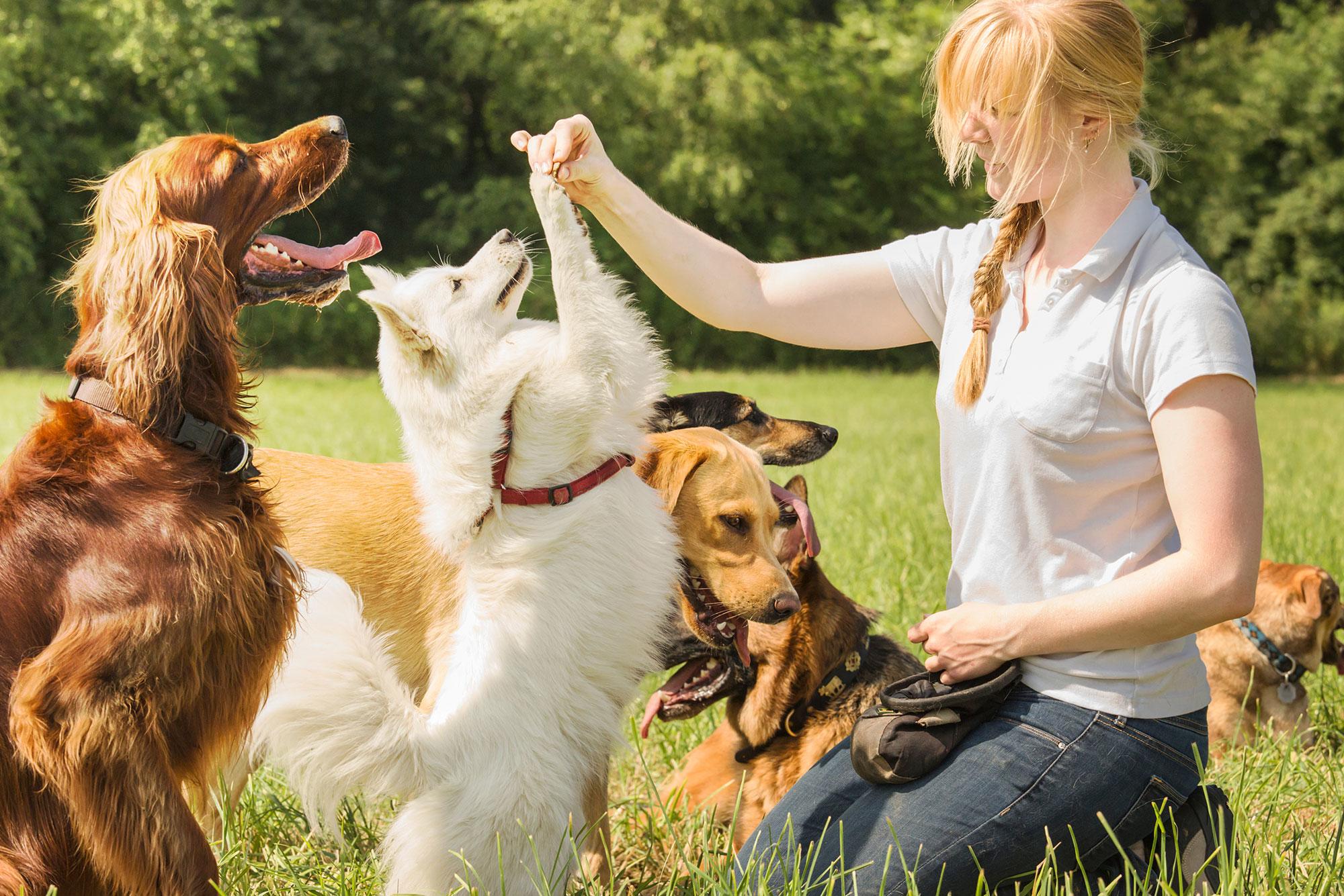 Great Tips That Can Easily Make Your Dog Social