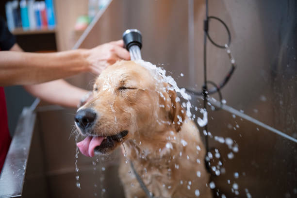 Dog Grooming Tips For Beginners You Should Not Miss