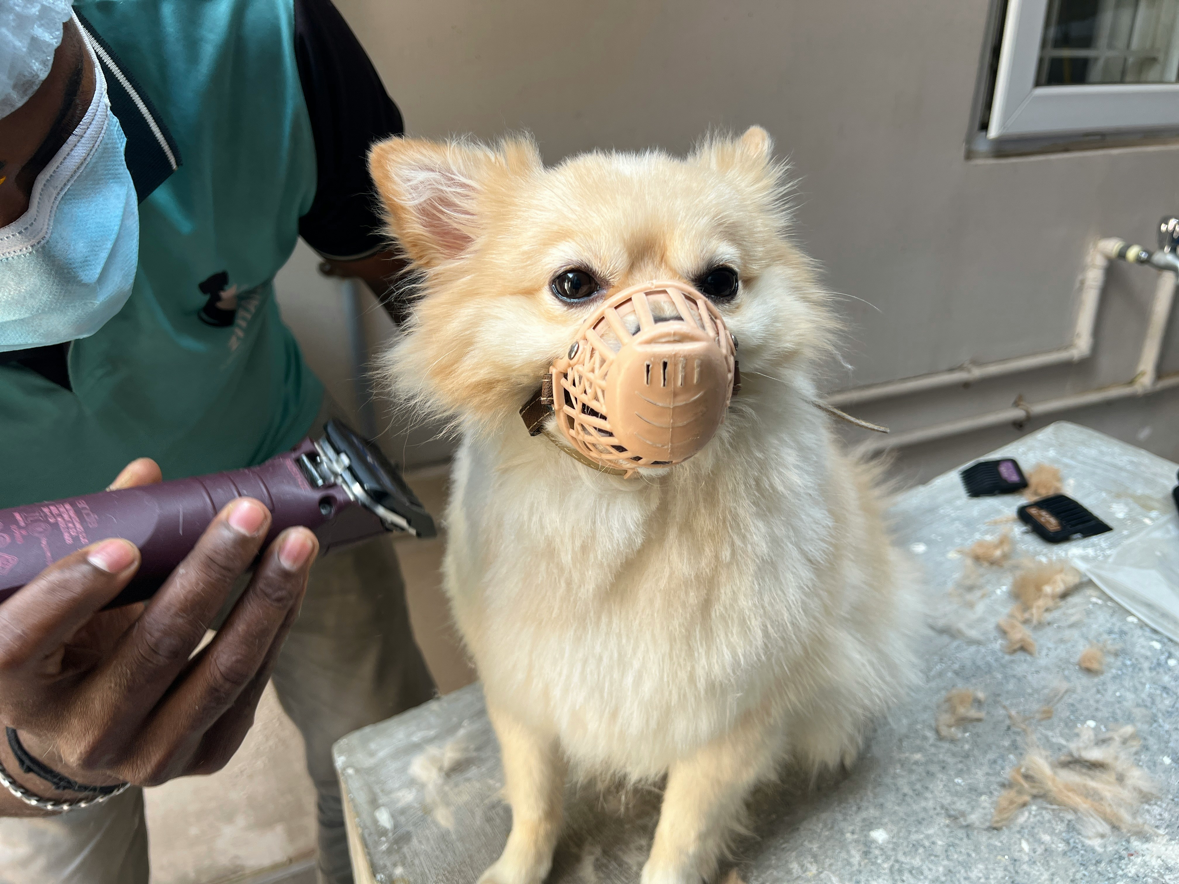 DIY Dog Grooming vs Professional Grooming: Cost Comparison in India