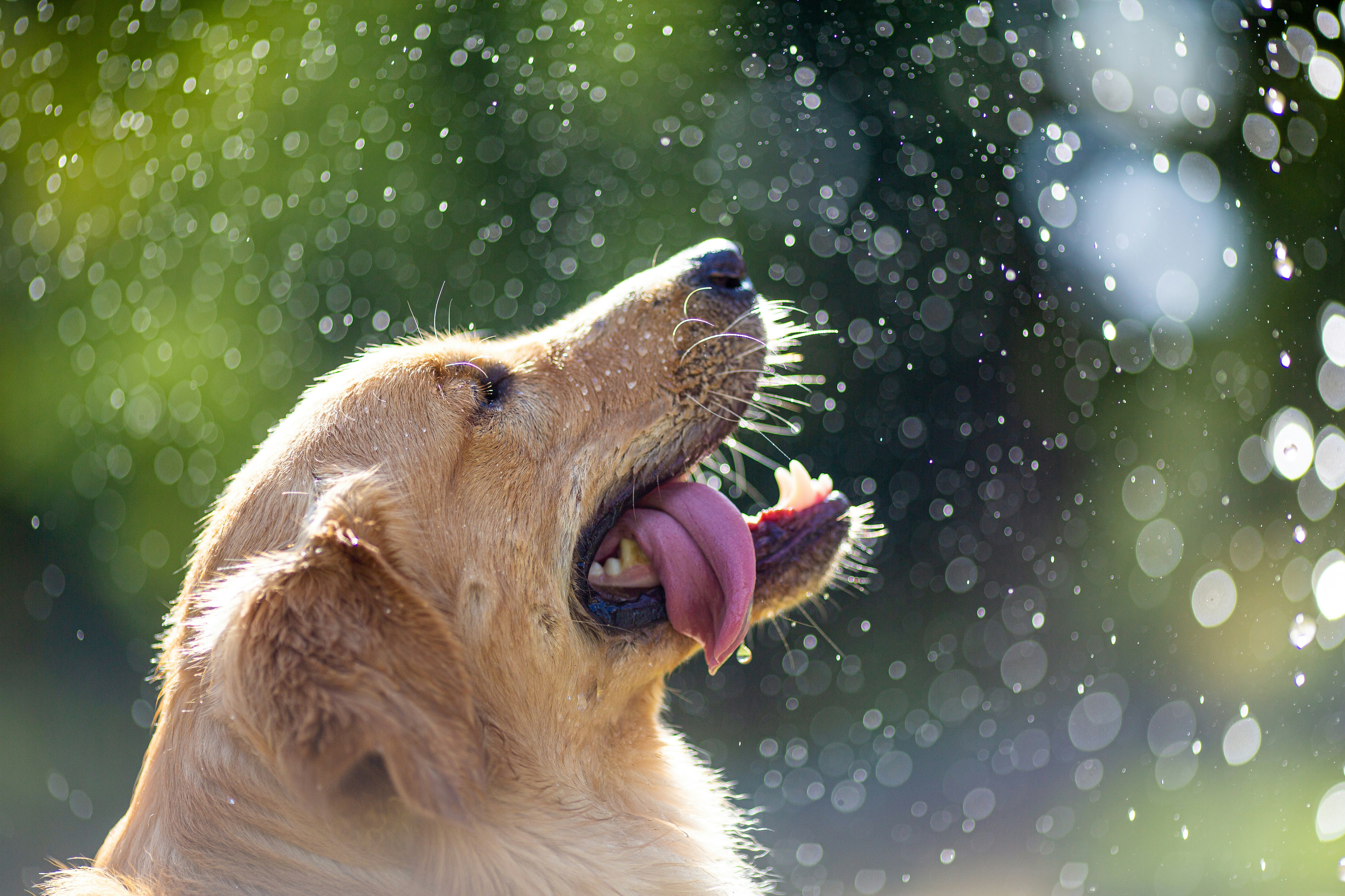 Common Pet Health Problems During Monsoon