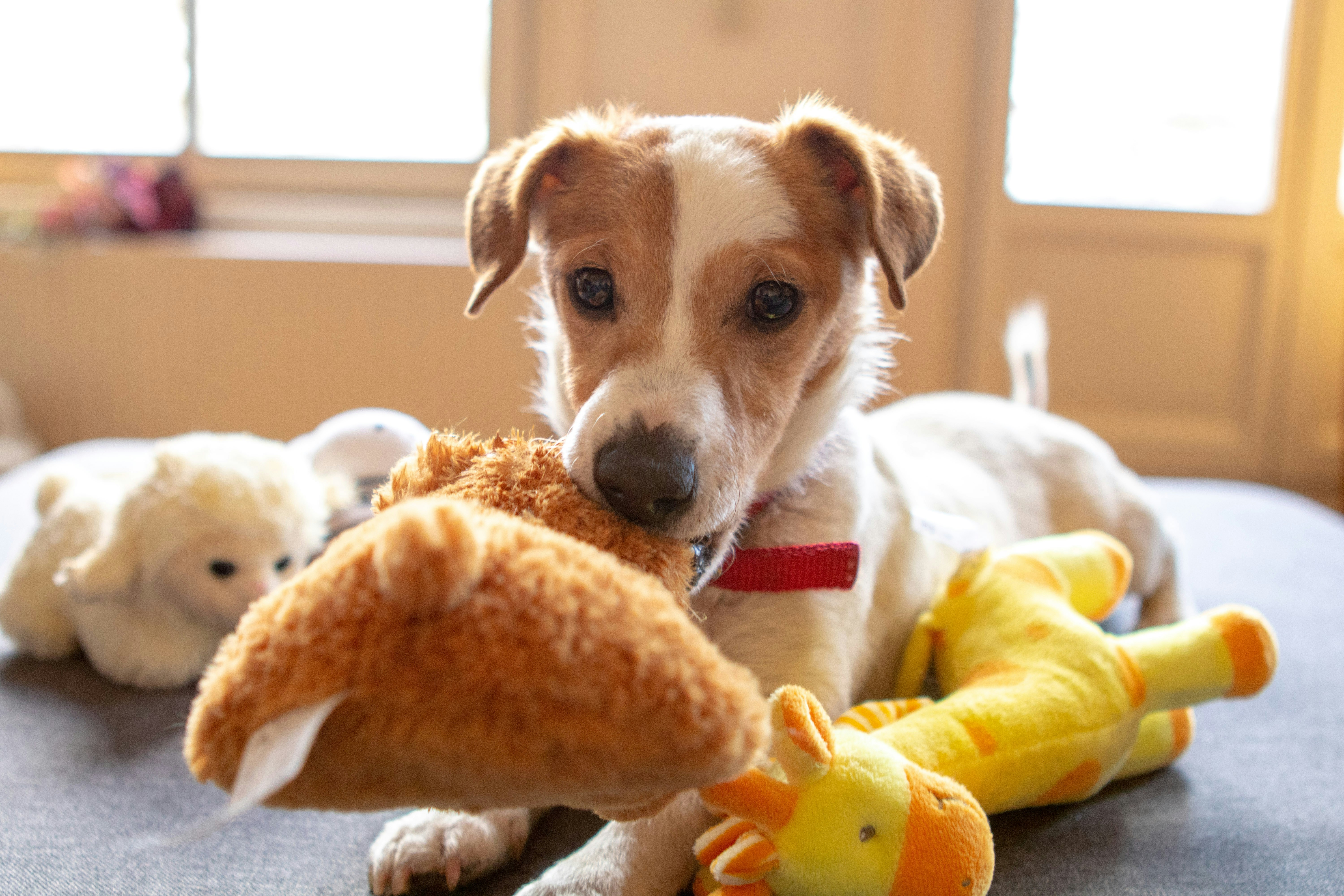 Puppy Teething Toys: What is That?
