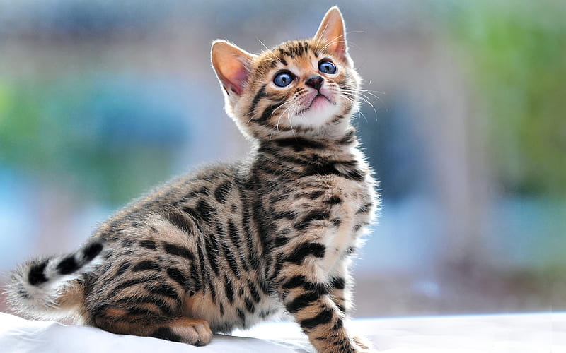 Bengal Kitten price In India