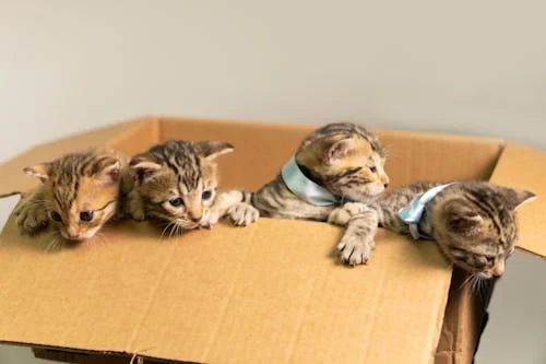 Bengal Kittens for sale In India