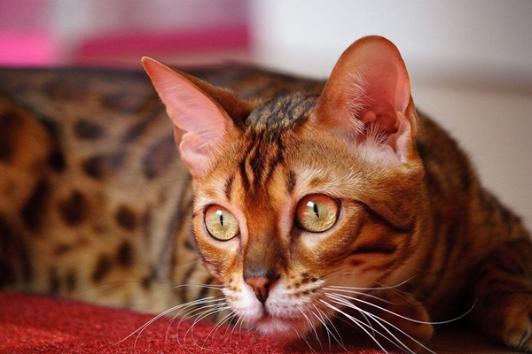 bengal cat breeder in India