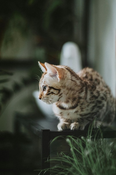 Bengal kittens for sale In India