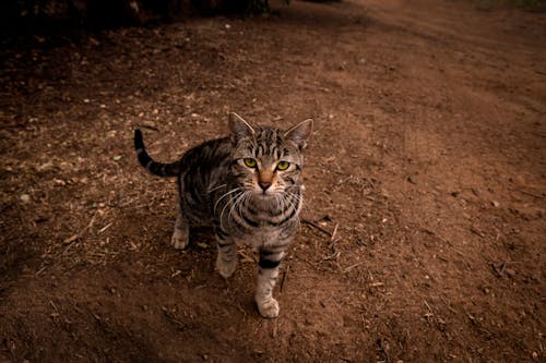 Bengal kittens for sale online In India