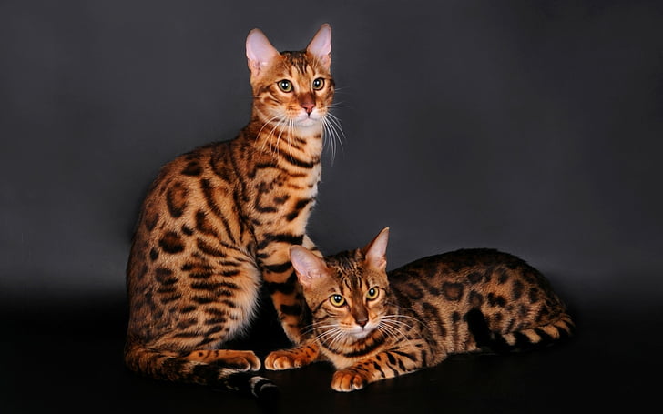 Bengal cat breeder In Mumbai