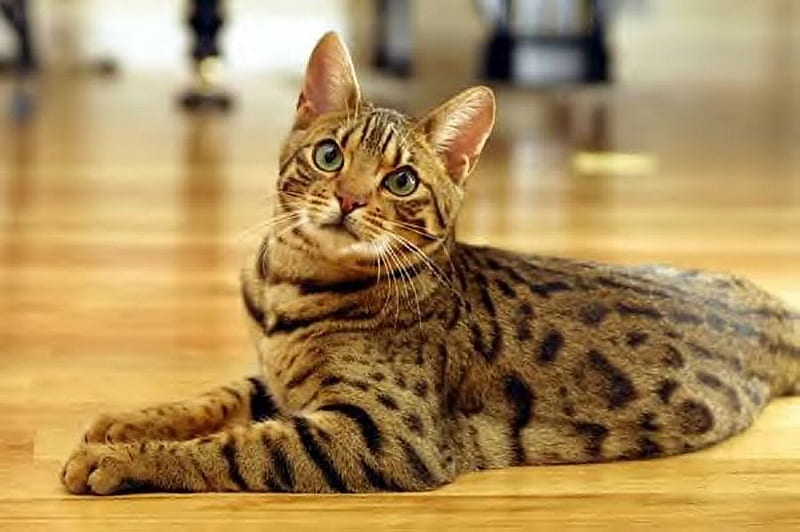 Bengal kittens for sale In Mumbai