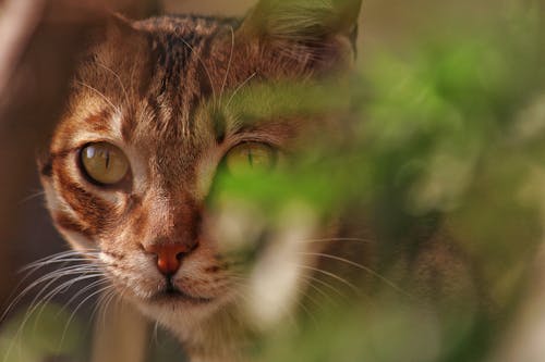 Bengal Cat for sale In Mumbai