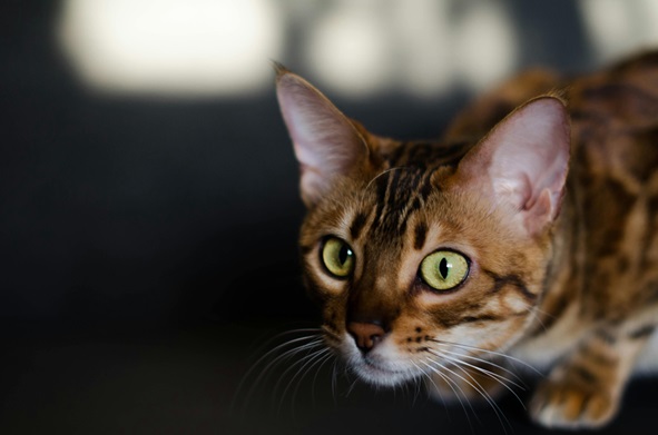 Bengal kittens for sale online In Pune