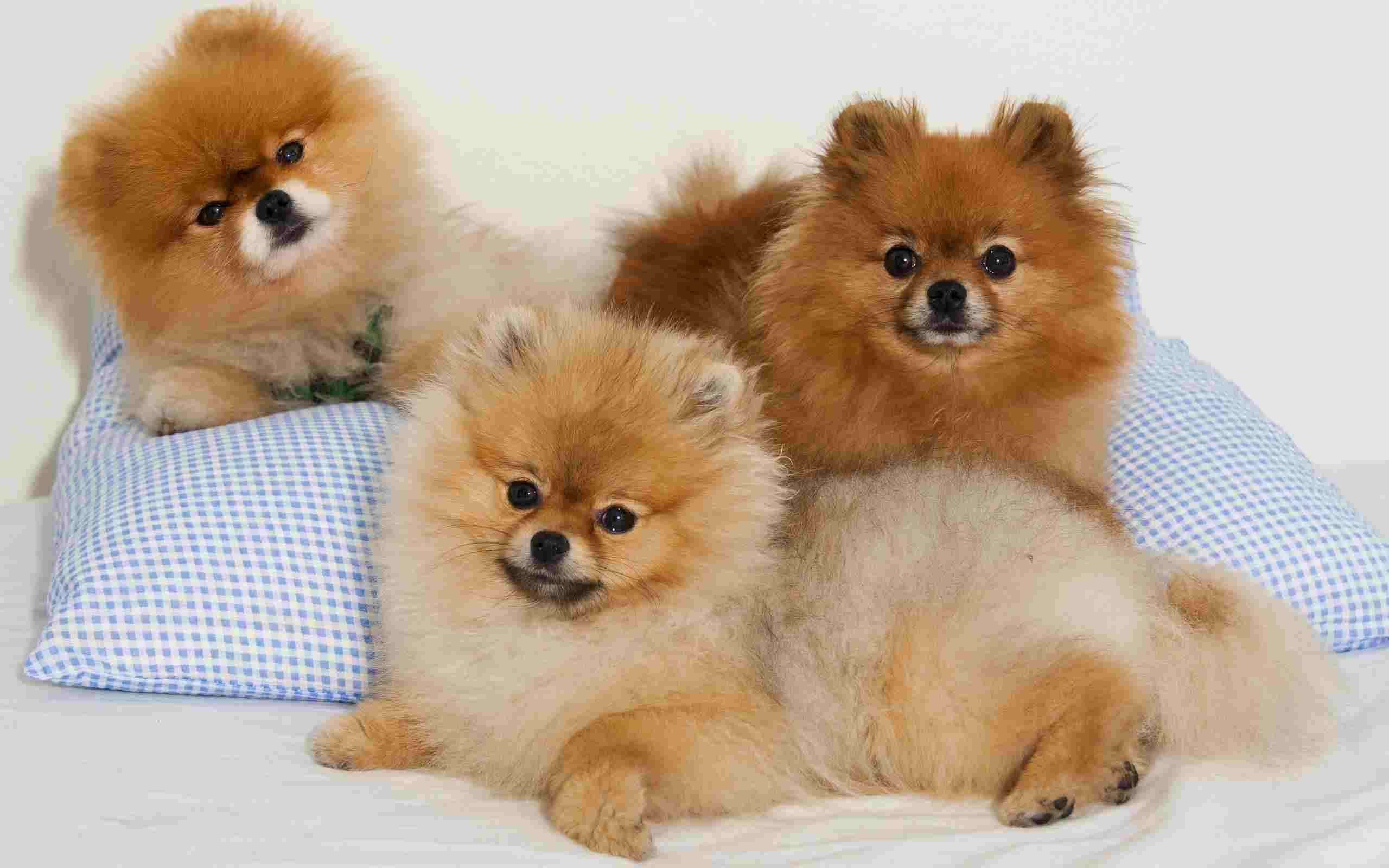 Toy Pomeranian Puppies For Sale In Mumbai Toy Pomeranian Puppies In 