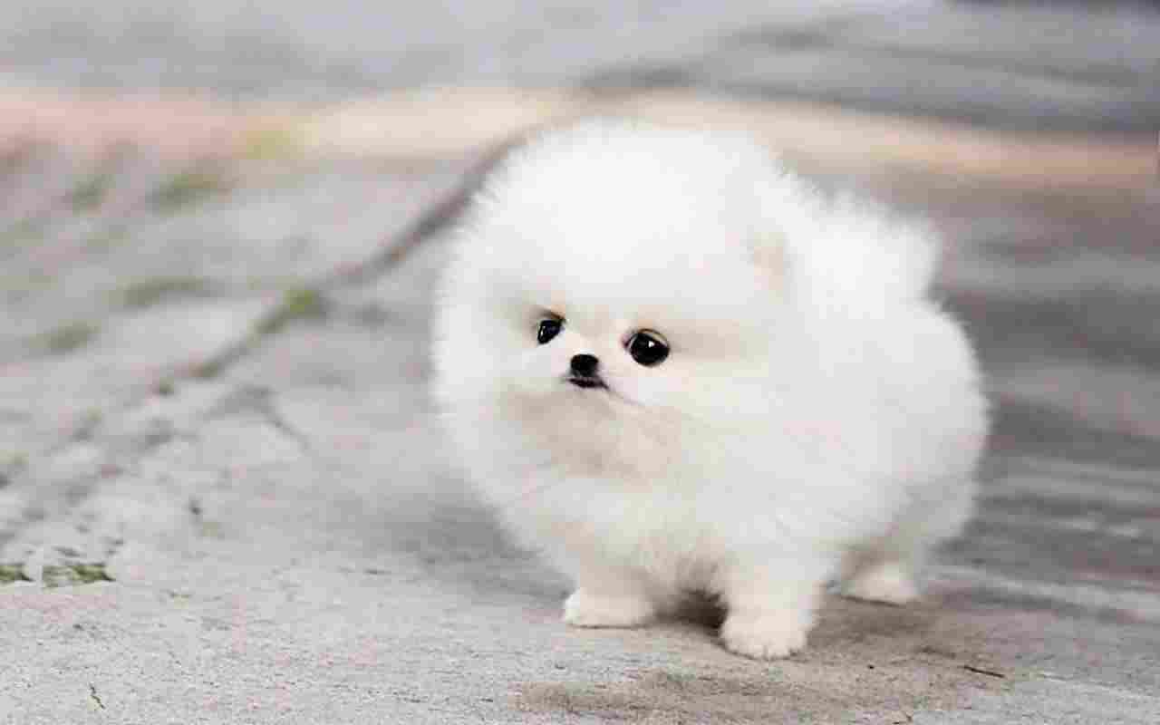 Toy Pomeranian Puppies For Sale In India Toy Pomeranian Puppies In 