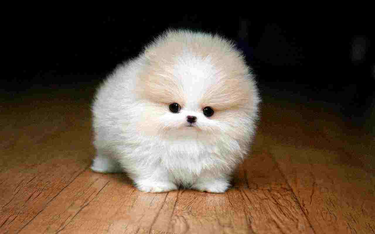 Top Quality Toy Pomeranian Dog Puppy Price In kolhapur