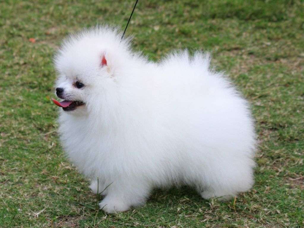 Toy Pomeranian Puppies For Sale In India Toy Pomeranian Puppies In India Toy Pomeranian Price In India Premium Pet House