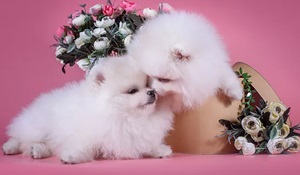 Benefits of getting Toy Pomeranian in india