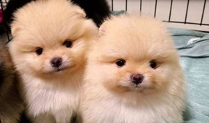 Why Purchase Toy Pomeranian from a Reputable Dog Breeder in India