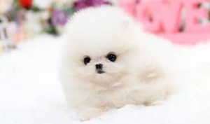 Interesting Facts About Toy Pomeranians