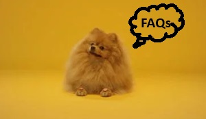 Frequently Asked Question About Toy Pomeranian In India