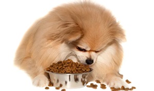 Age-wise food and care of Toy Pomeranian in India