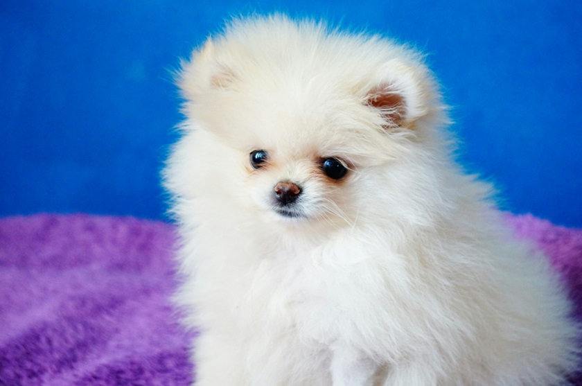 Toy Pomeranian online purchase in Goa