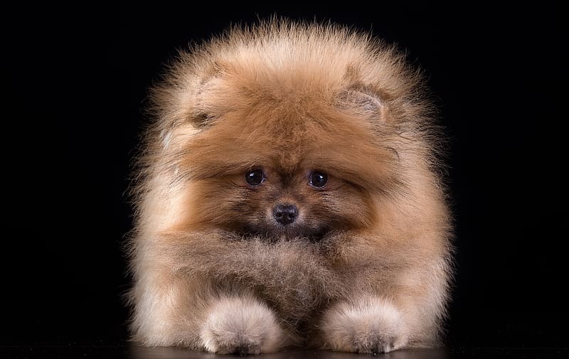 Buy Toy Pomeranian puppies online in Goa