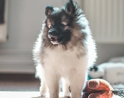 Toy Pomeranian male puppy price in Goa