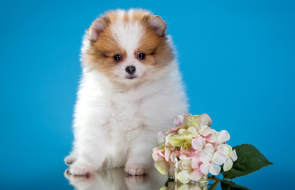 Toy Pomeranian dog adoption In India