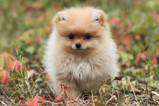 Toy Pomeranian dog breeder In India