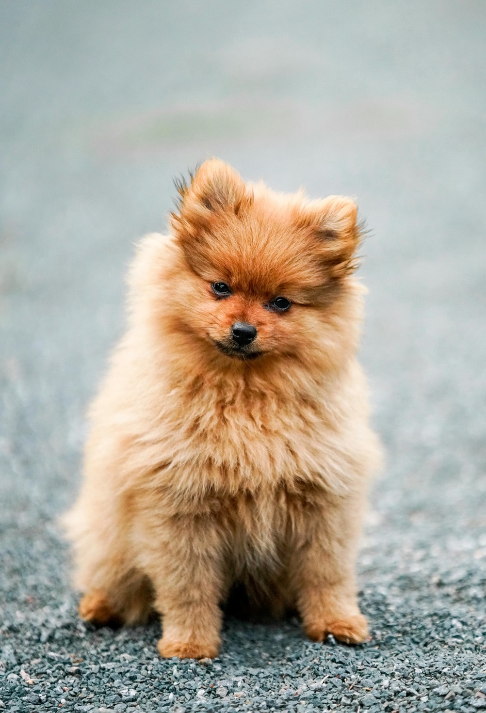 Toy Pomeranian-Dog price In india