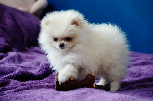 Toy Pomeranian online purchase in Kolkata