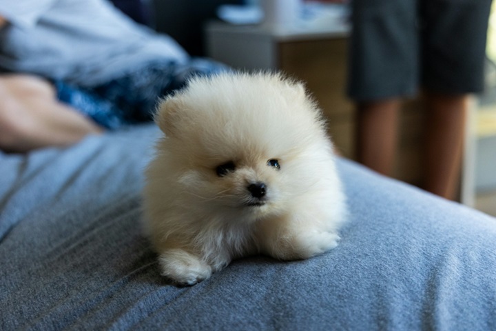 Buy Toy Pomeranian puppies online in Kolkata