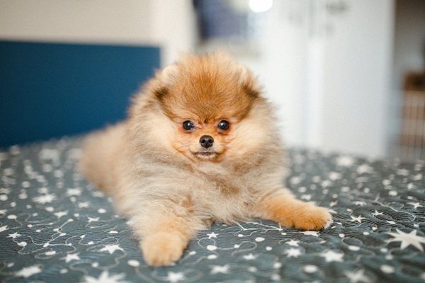 Toy Pomeranian male puppy price in Kolkata