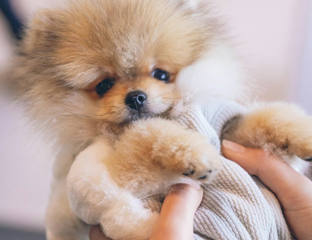 Toy Pomeranian dog for sale online in Kolkata