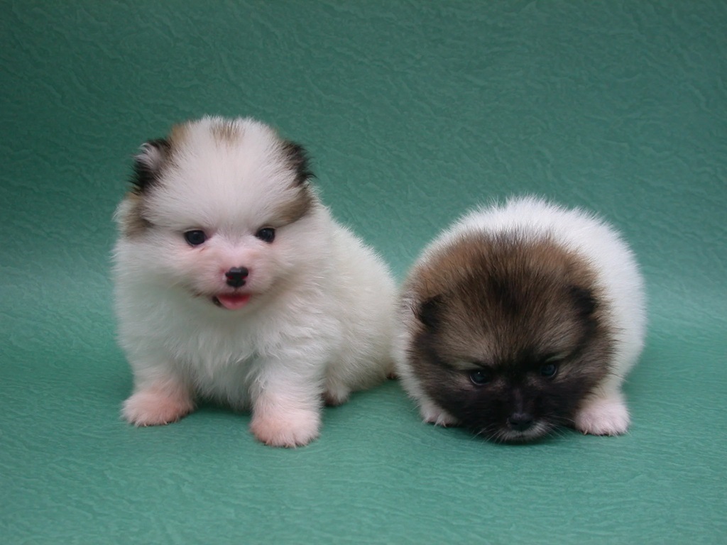 Toy Pomeranian puppy for sale In India