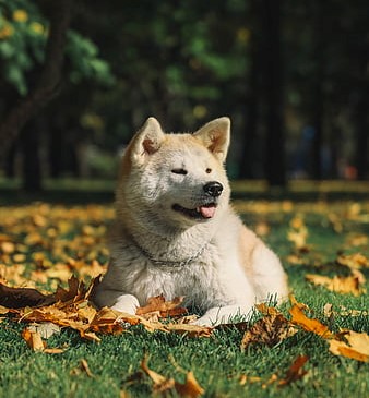 Akita female for sale In India