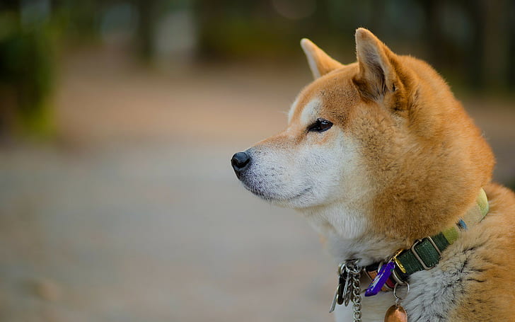 Akita Dog breeders In india