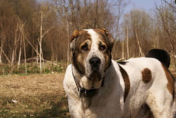 Alabai Dog kennel In india