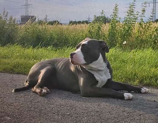 American Bully health problems