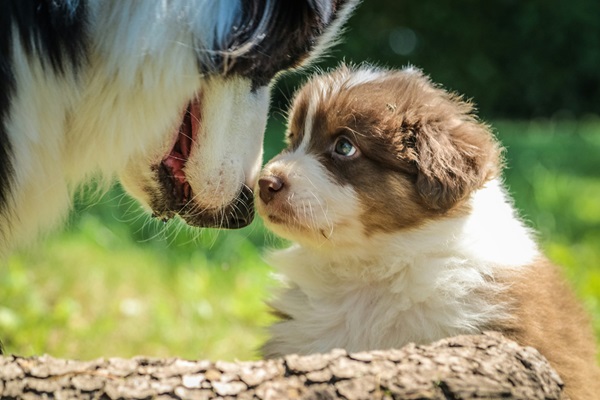 Buy Australian Shepherd dog online In India