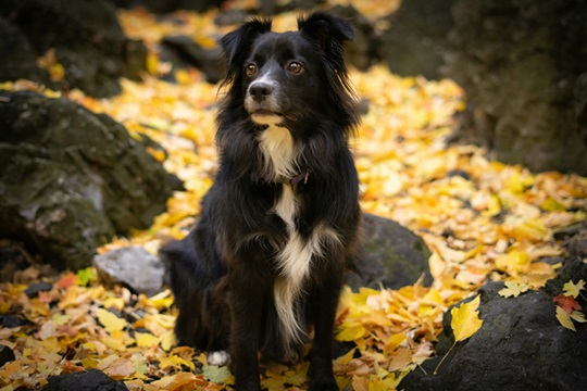 Australian Shepherd dog kennel In india