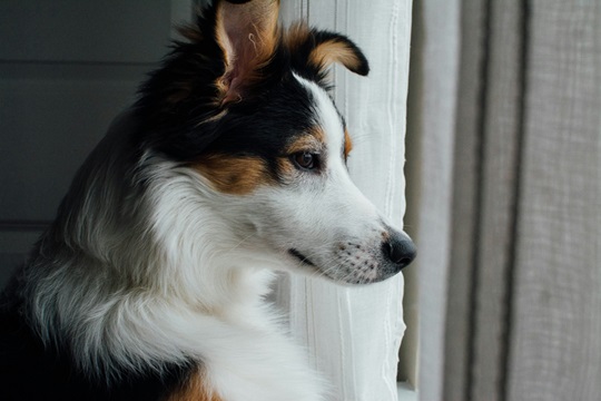 Australian Shepherd Puppy Price In india