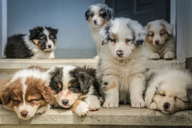 Australian Shepherd dog price In India